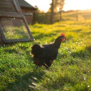 a chicken in a grassy area